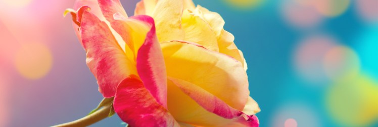 Vintage colorful rose at sunrise