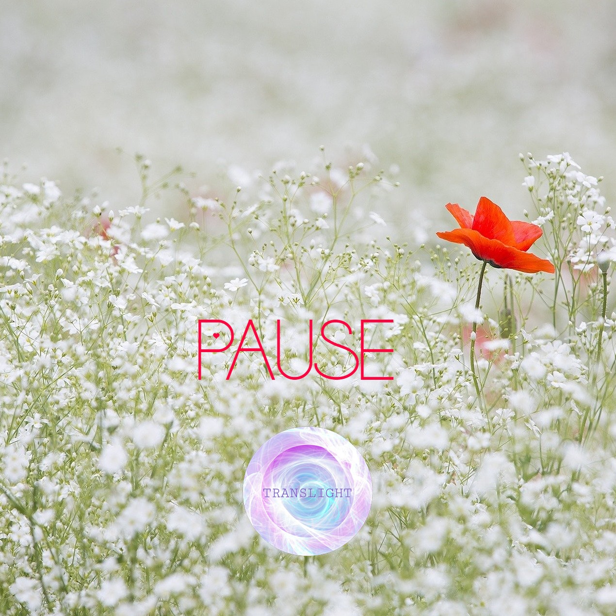 PAUSE DE TRANSLIGHT – TRANSLIGHT